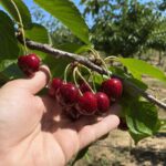 comprar cerezas online