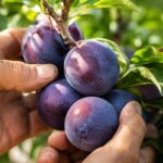 comprar ciruelas online