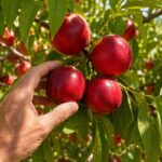 comprar nectarina online